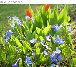 Kevätkaihonkukka kukkii touko-kesäkuussa