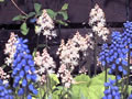 Perennat - Puolivarjo - Tiarella