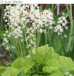 TIARELLA - Rnsytiarella ja mtstiarella