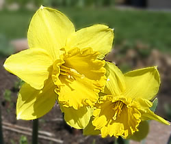 Keltanarsissi - tuoksuva ja helppohoitoinen narsissi