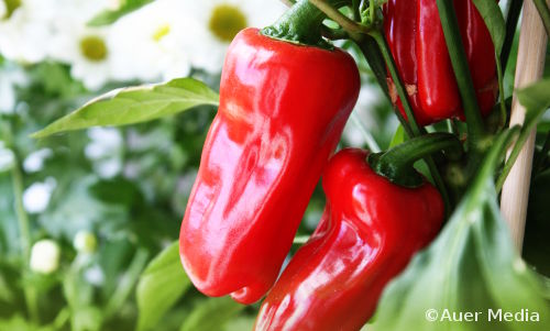 IDEA 11: Punaista ruukussa - paprika chili tomaatti